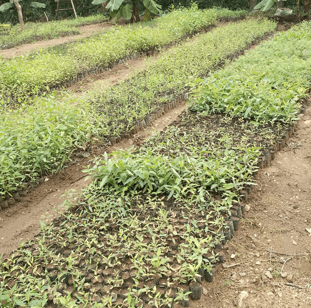 Forest Regeneration & School Tree Nurseries